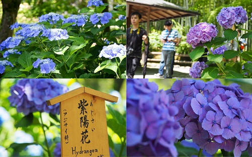 満開の紫陽花